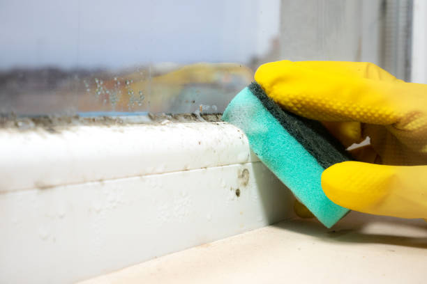 Best Attic Mold Removal  in Gardiner, ME