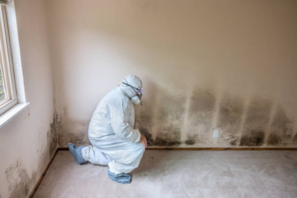 Best Local Mold Removal Service  in Gardiner, ME