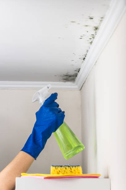 Best Mold Cleaning Services  in Gardiner, ME